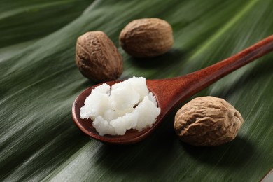 Shea butter in spoon and nuts on leaves, closeup