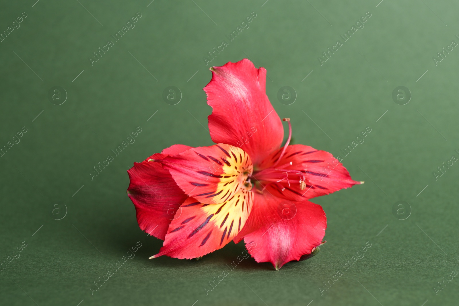 Photo of Beautiful red alstroemeria flower on green background