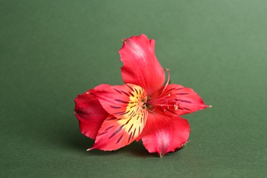 Photo of Beautiful red alstroemeria flower on green background