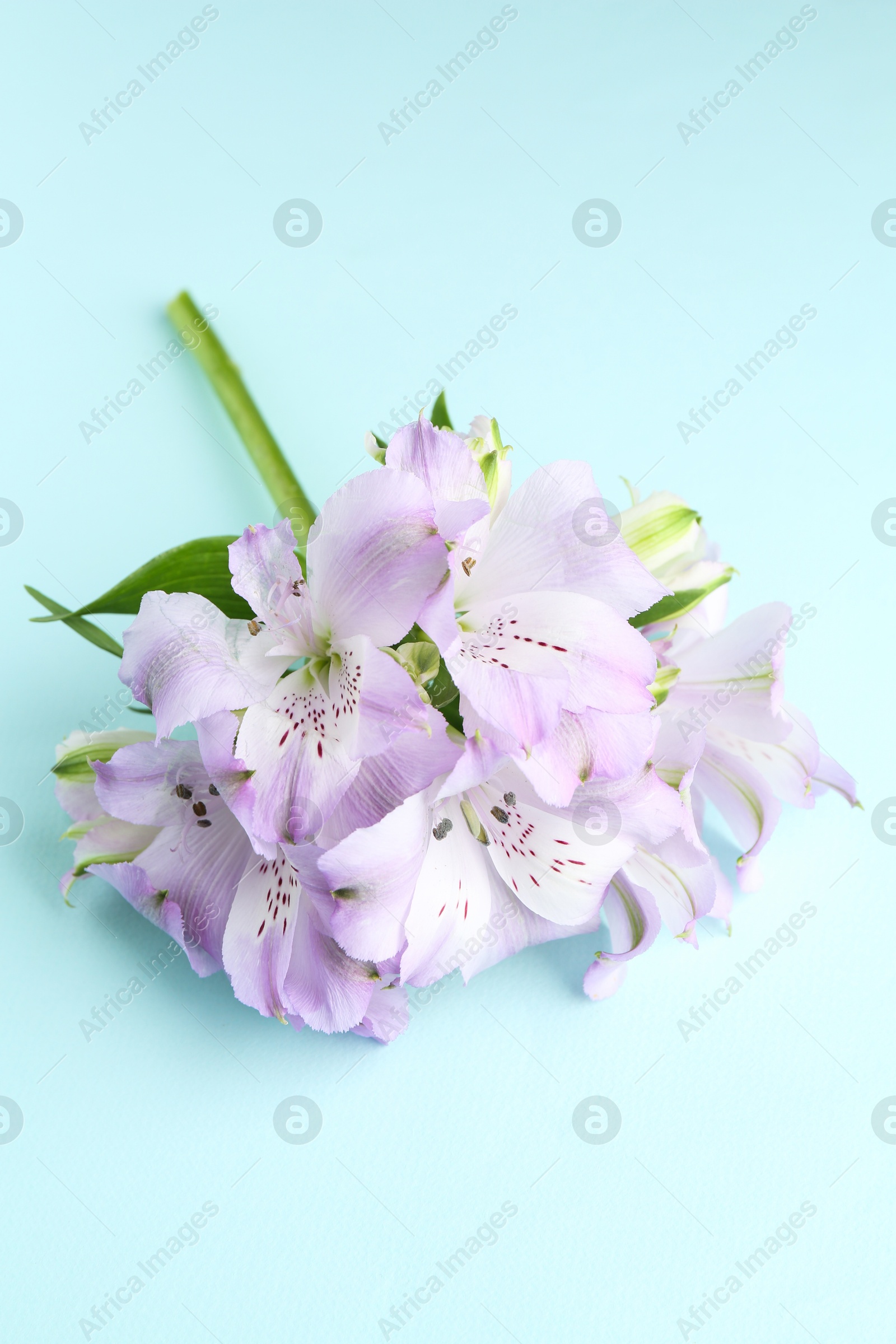 Photo of Beautiful alstroemeria flowers on light blue background