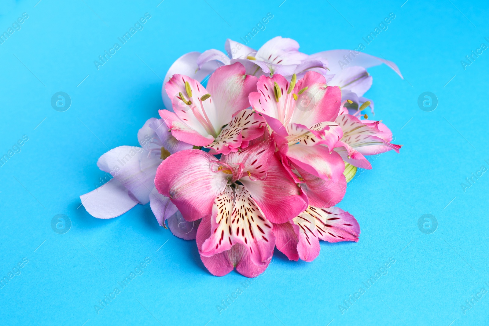 Photo of Beautiful alstroemeria flowers and ribbon on light blue background