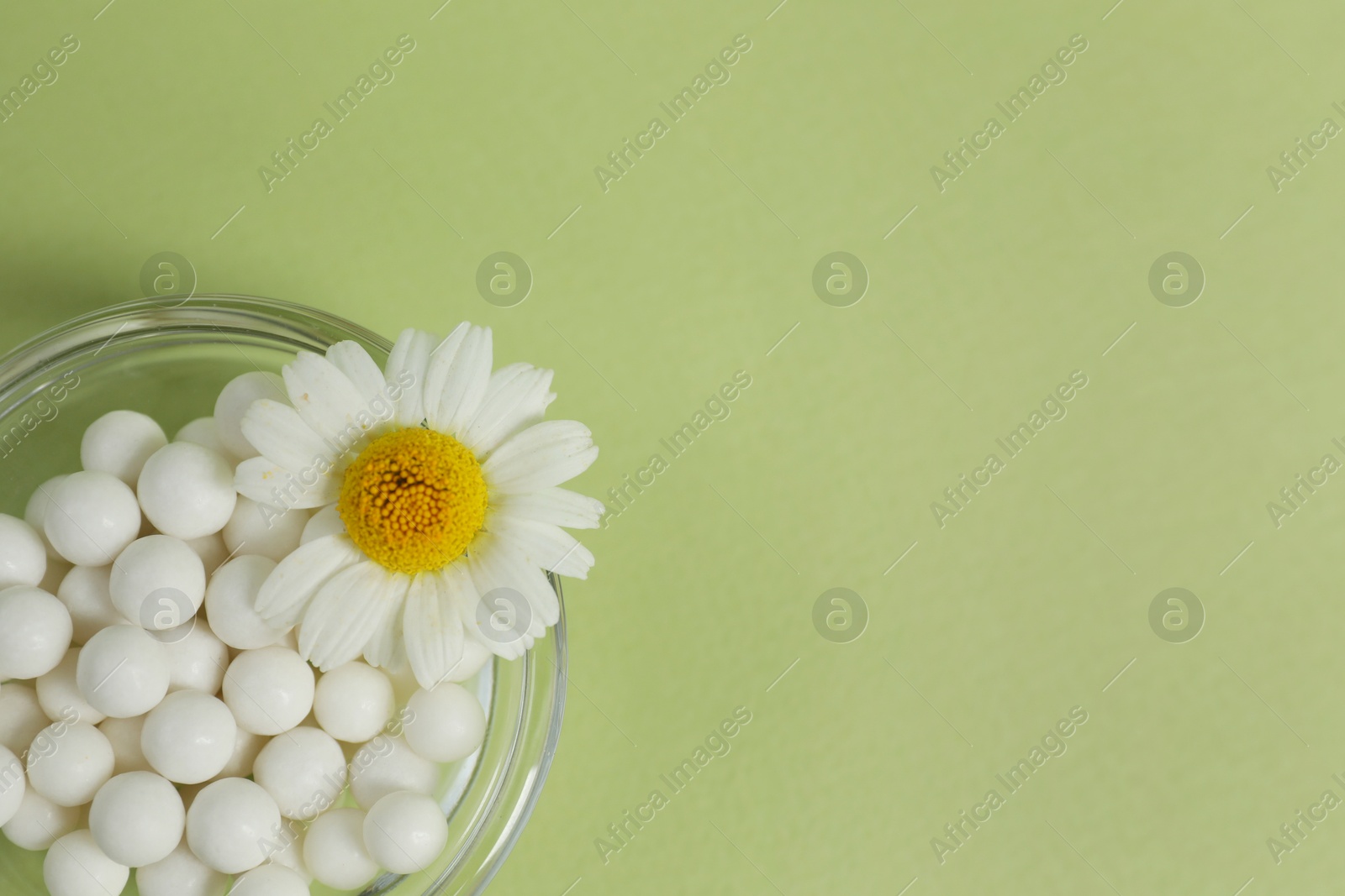 Photo of Homeopathic remedy and chamomile in bowl on light green background, top view. Space for text