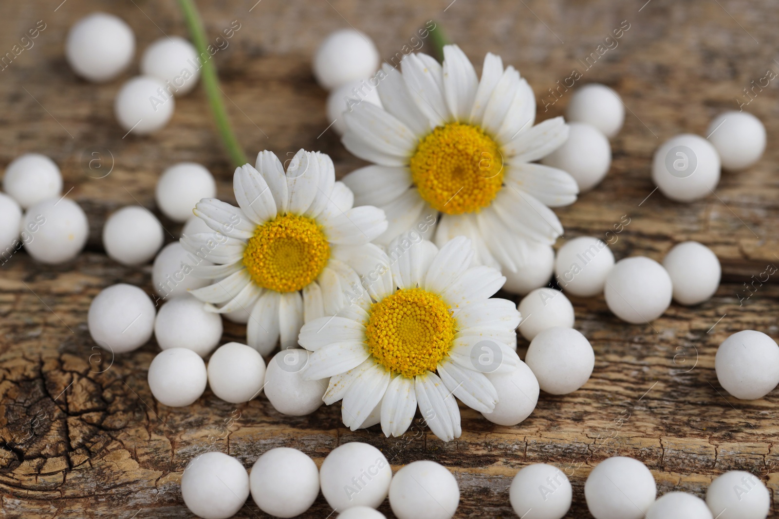 Photo of Homeopathic remedy. Many pills and chamomile flowers on wooden table, closeup