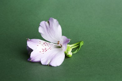 Photo of Beautiful violet alstroemeria flower on green background