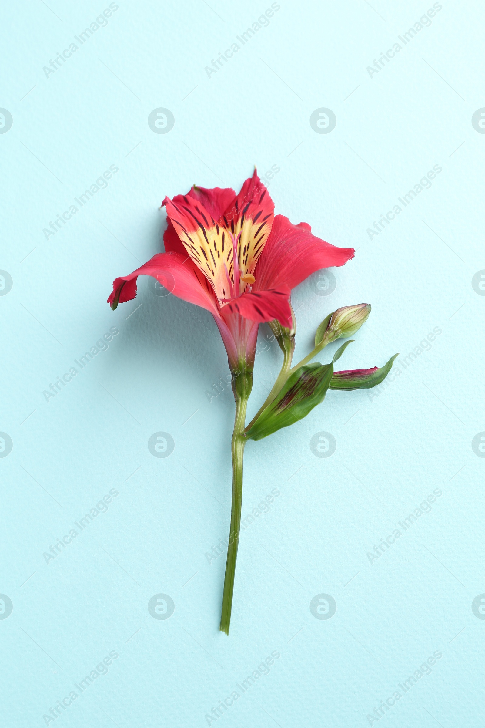 Photo of Beautiful alstroemeria flower on light blue background, top view