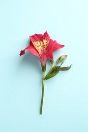 Photo of Beautiful alstroemeria flower on light blue background, top view