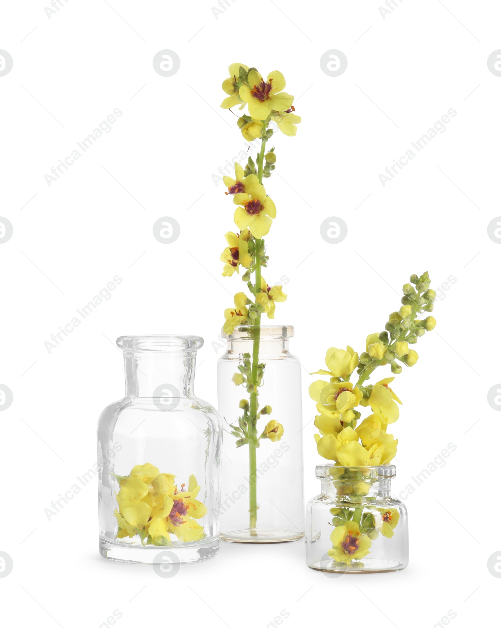 Photo of Beautiful mullein flowers isolated on white. Healing herb