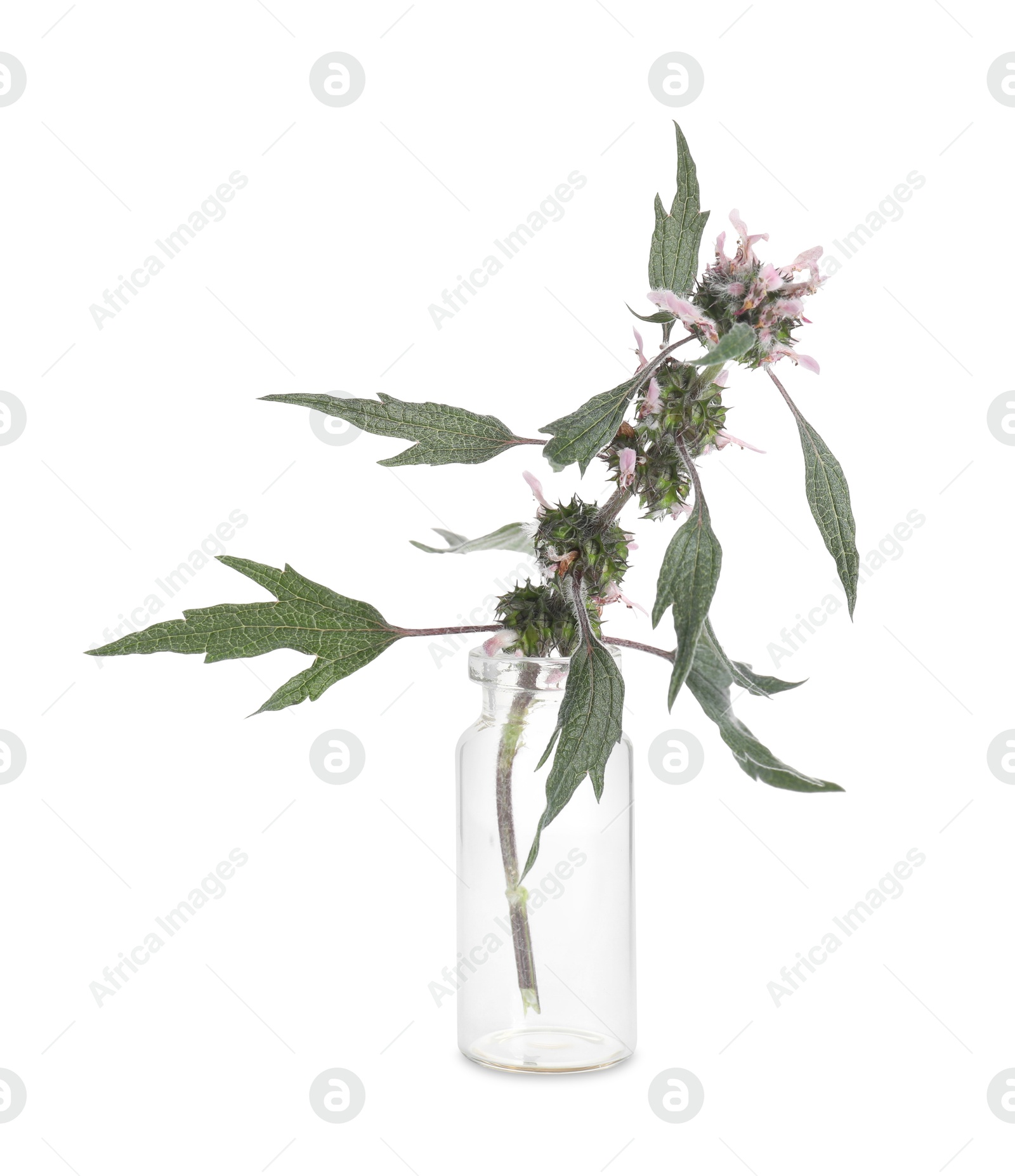 Photo of Honeyweed plant isolated on white. Healing herb