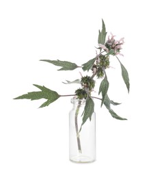 Honeyweed plant isolated on white. Healing herb