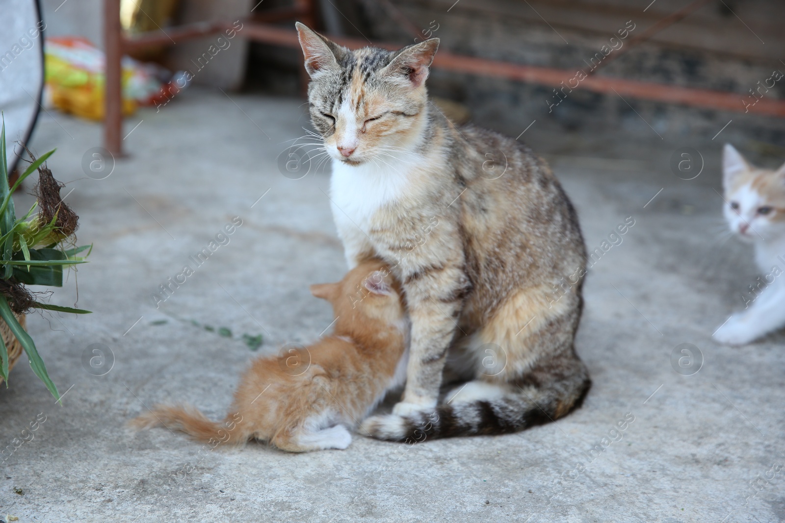 Photo of Cute cat with her little kittens outdoors