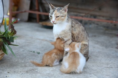 Photo of Cute cat with her little kittens outdoors