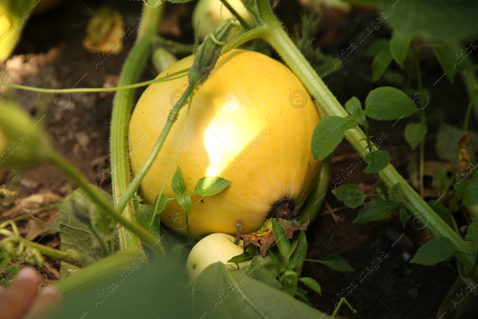 Photo of One fresh ripe pumpkin growing outdoors, closeup