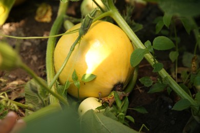 Photo of One fresh ripe pumpkin growing outdoors, closeup