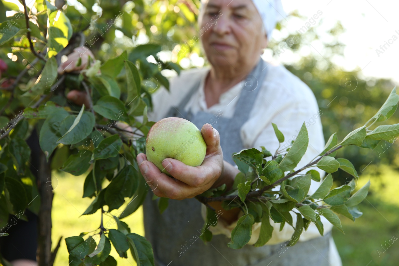 Photo of Senior farmer picking fresh ripe apples in garden, selective focus