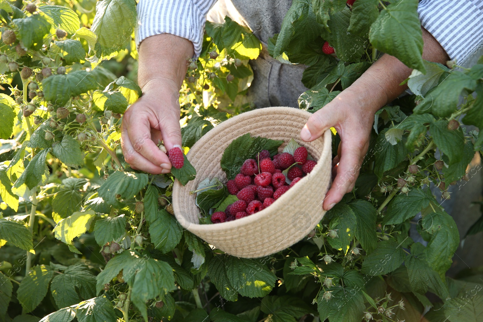 Photo of Senior farmer picking fresh ripe raspberries outdoors, closeup