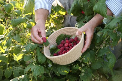 Senior farmer picking fresh ripe raspberries outdoors, closeup