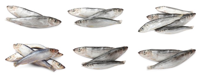 Image of Fresh raw sprats isolated on white, set