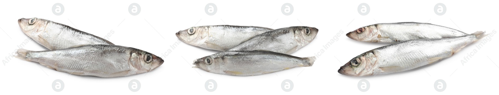 Image of Fresh raw sprats isolated on white, set