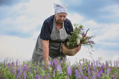 Photo of Senior woman picking wildflowers for tincture in meadow