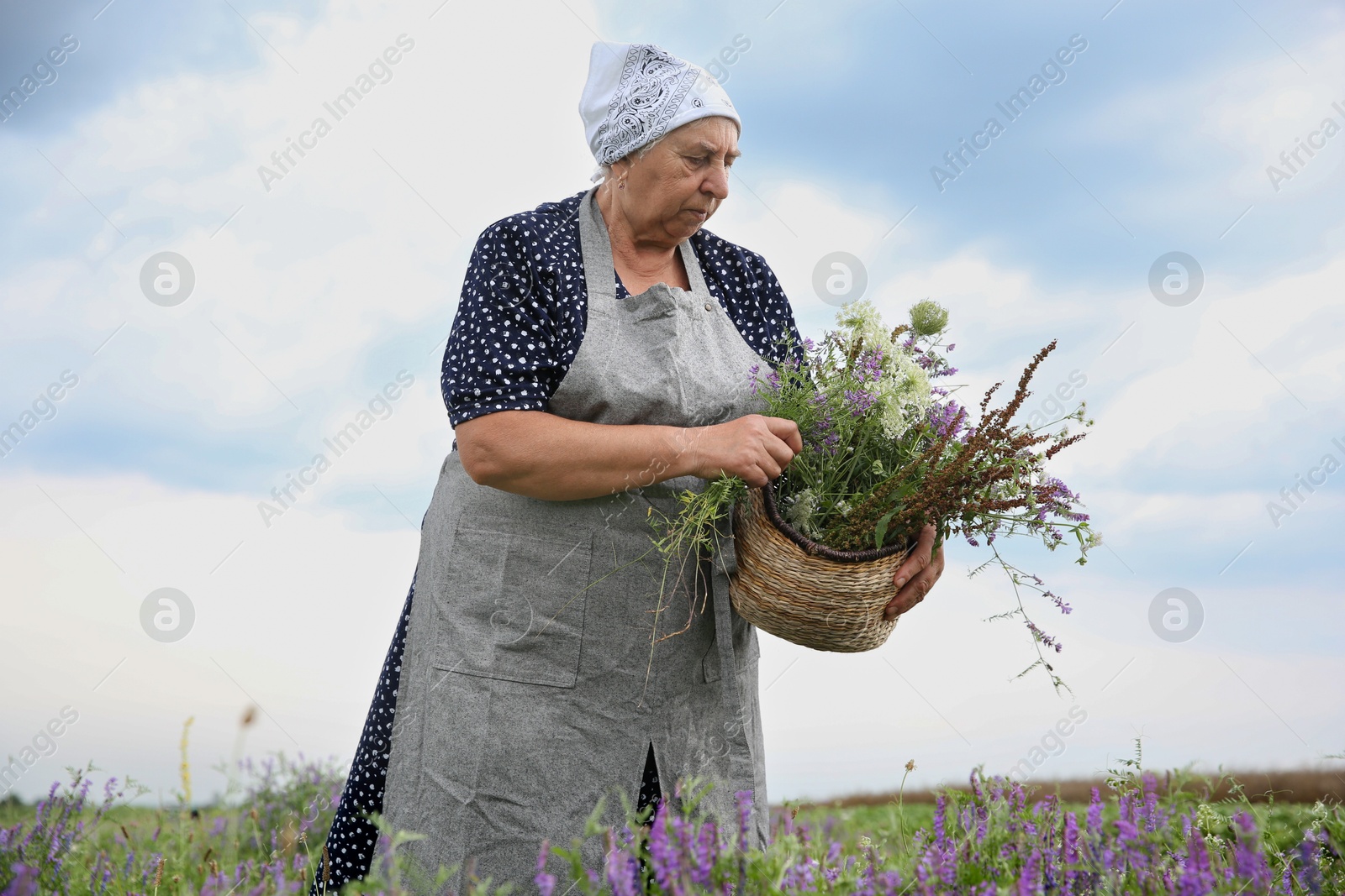 Photo of Senior woman with wildflowers for tincture outdoors