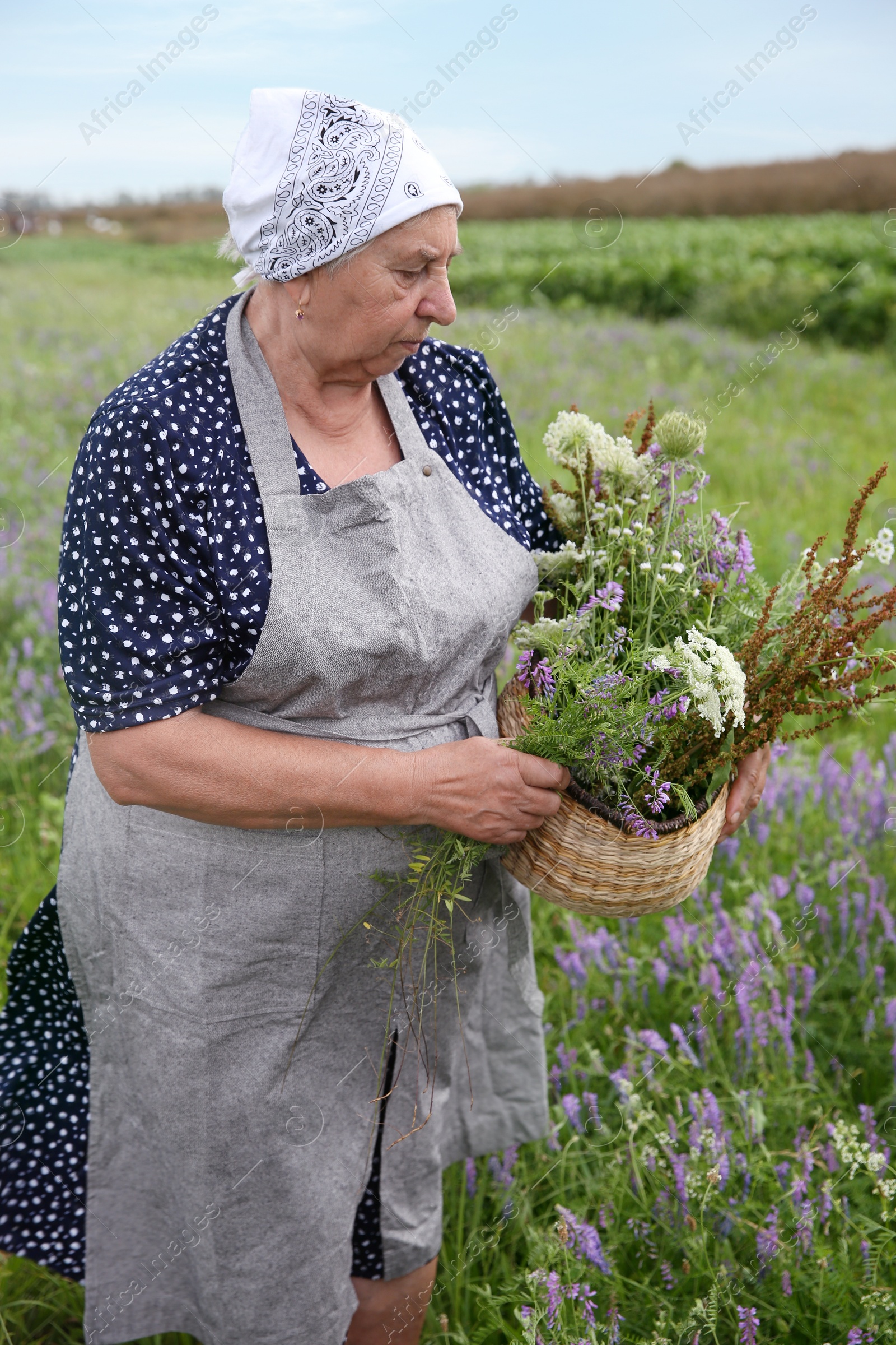 Photo of Senior woman with wildflowers for tincture outdoors