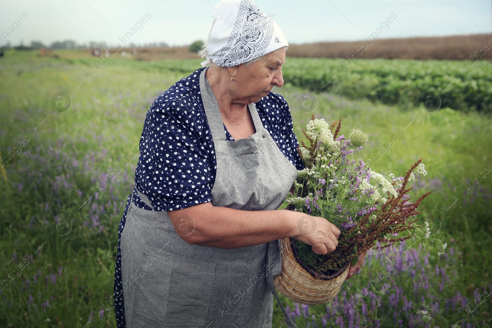 Photo of Senior woman with wildflowers for tincture outdoors