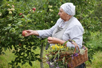 Photo of Senior woman picking ripe apples from tree outdoors