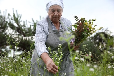 Photo of Senior woman picking herbs for tincture in meadow