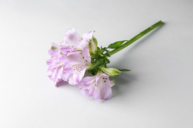 Photo of Beautiful violet alstroemeria flowers on white background