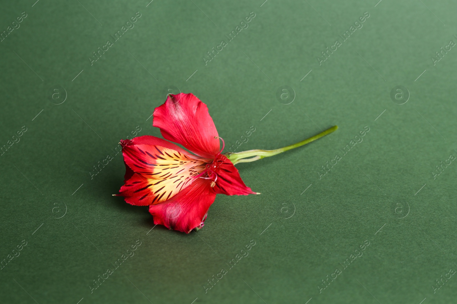 Photo of Beautiful red alstroemeria flower on green background