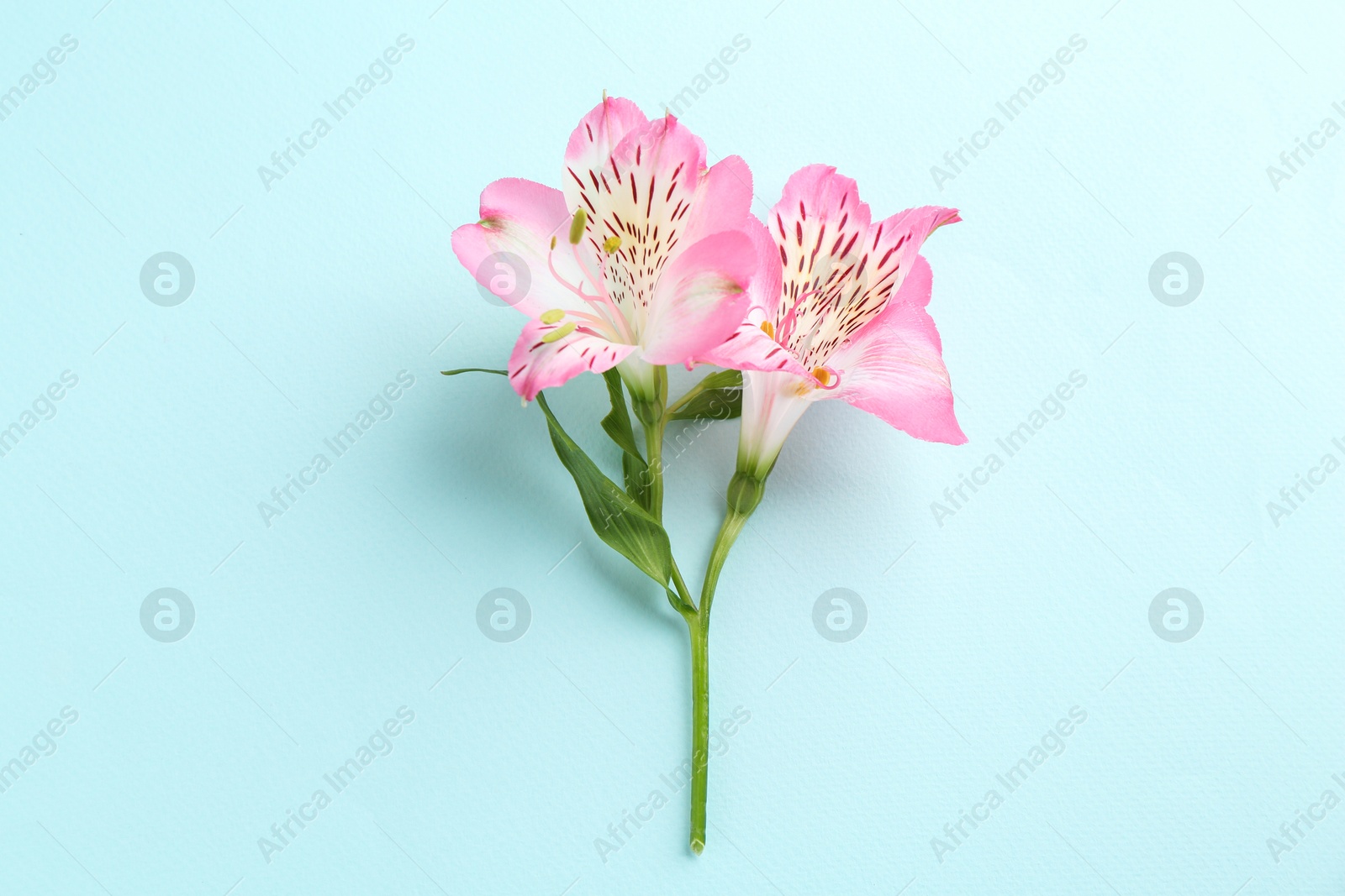 Photo of Beautiful alstroemeria flowers on light blue background, top view