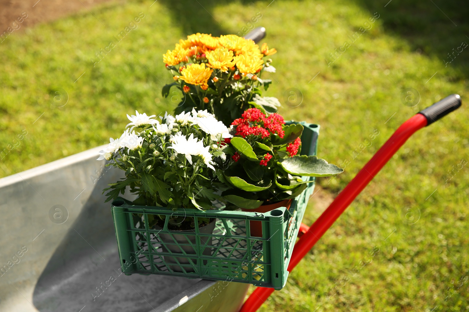 Photo of Wheelbarrow with crate of different beautiful flowers on green grass outdoors