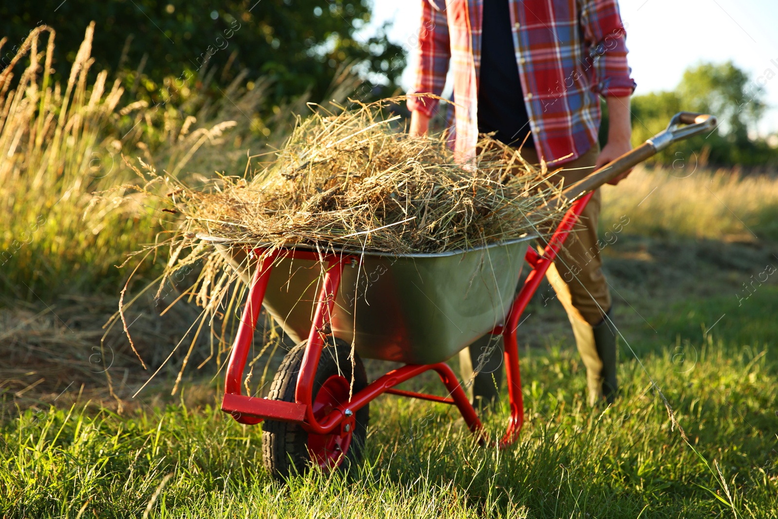 Photo of Farmer with wheelbarrow full of mown grass outdoors on sunny day, closeup