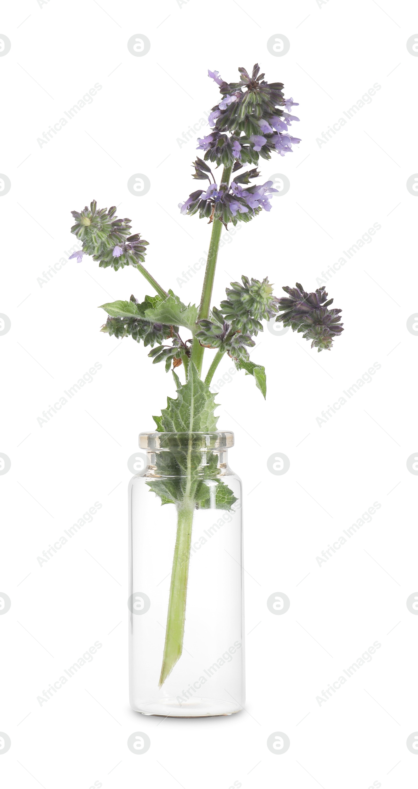 Photo of Catnip plant isolated on white. Healing herb