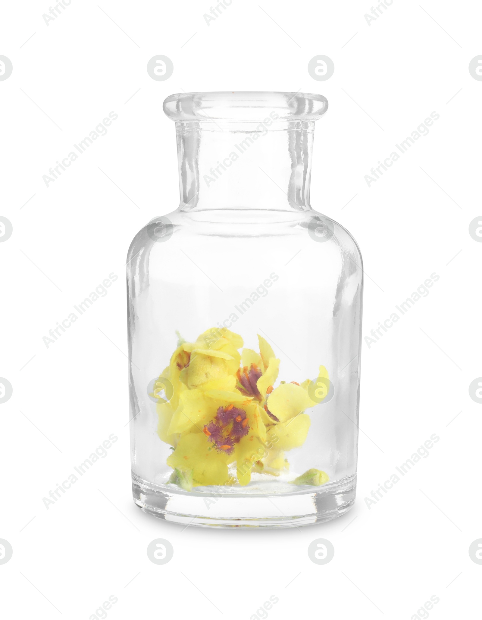 Photo of Beautiful mullein flowers in bottle isolated on white. Healing herb