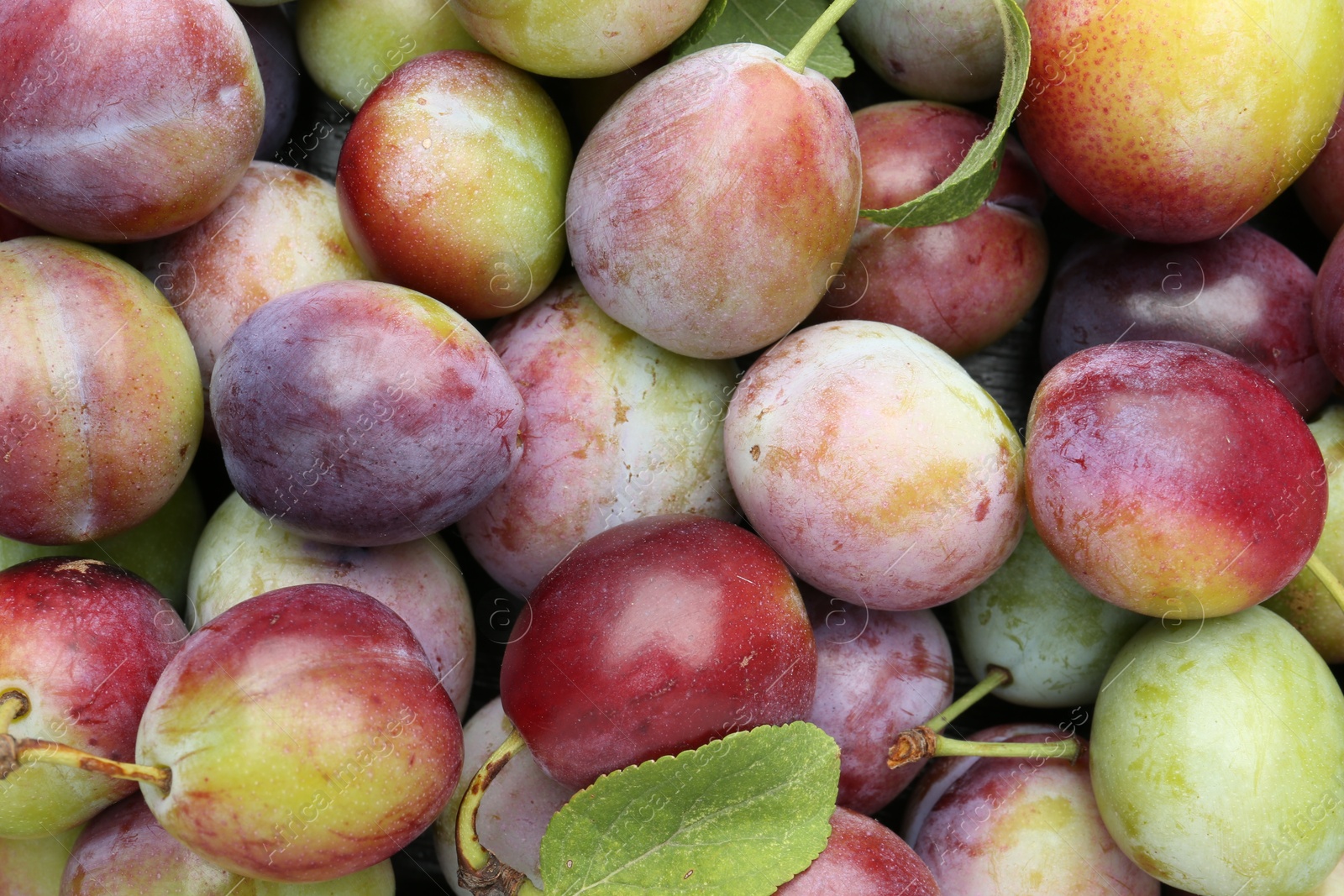 Photo of Many fresh plums and leaves as background, top view