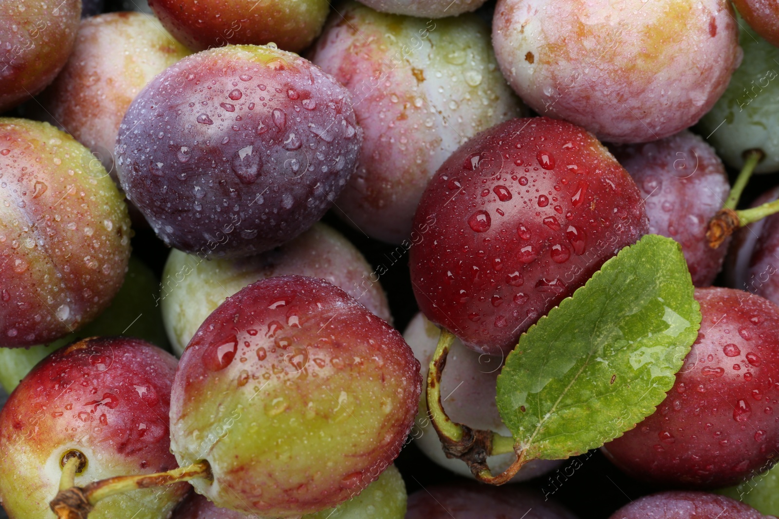 Photo of Many fresh plums and leaf with water drops as background, top view