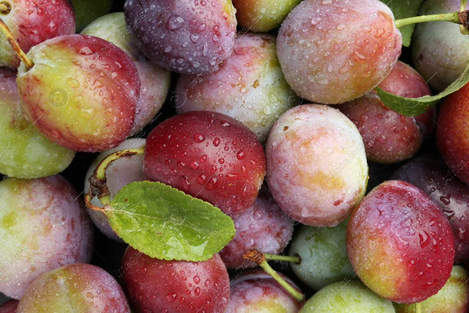 Photo of Many fresh plums and leaves with water drops as background, top view