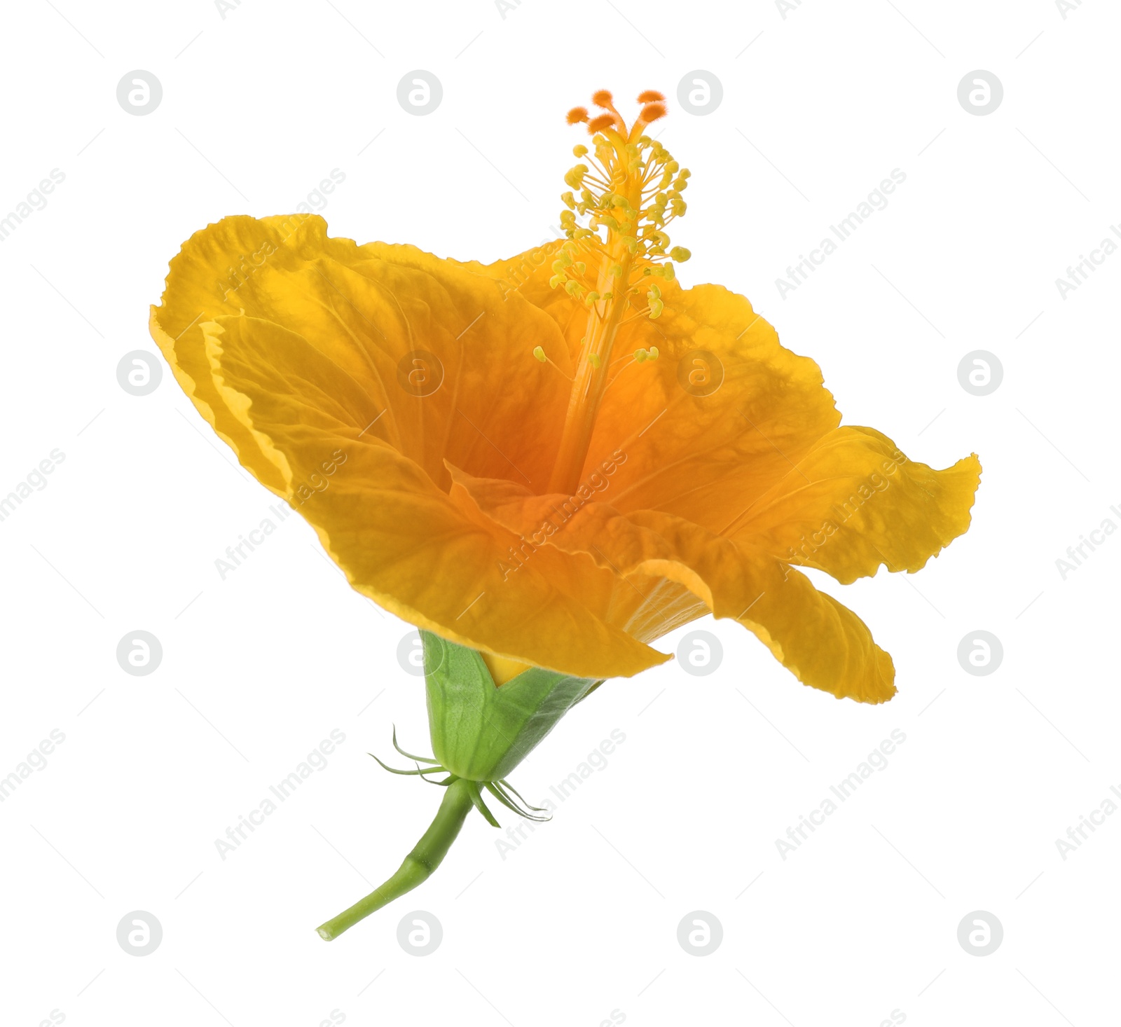 Image of Beautiful yellow hibiscus flower isolated on white