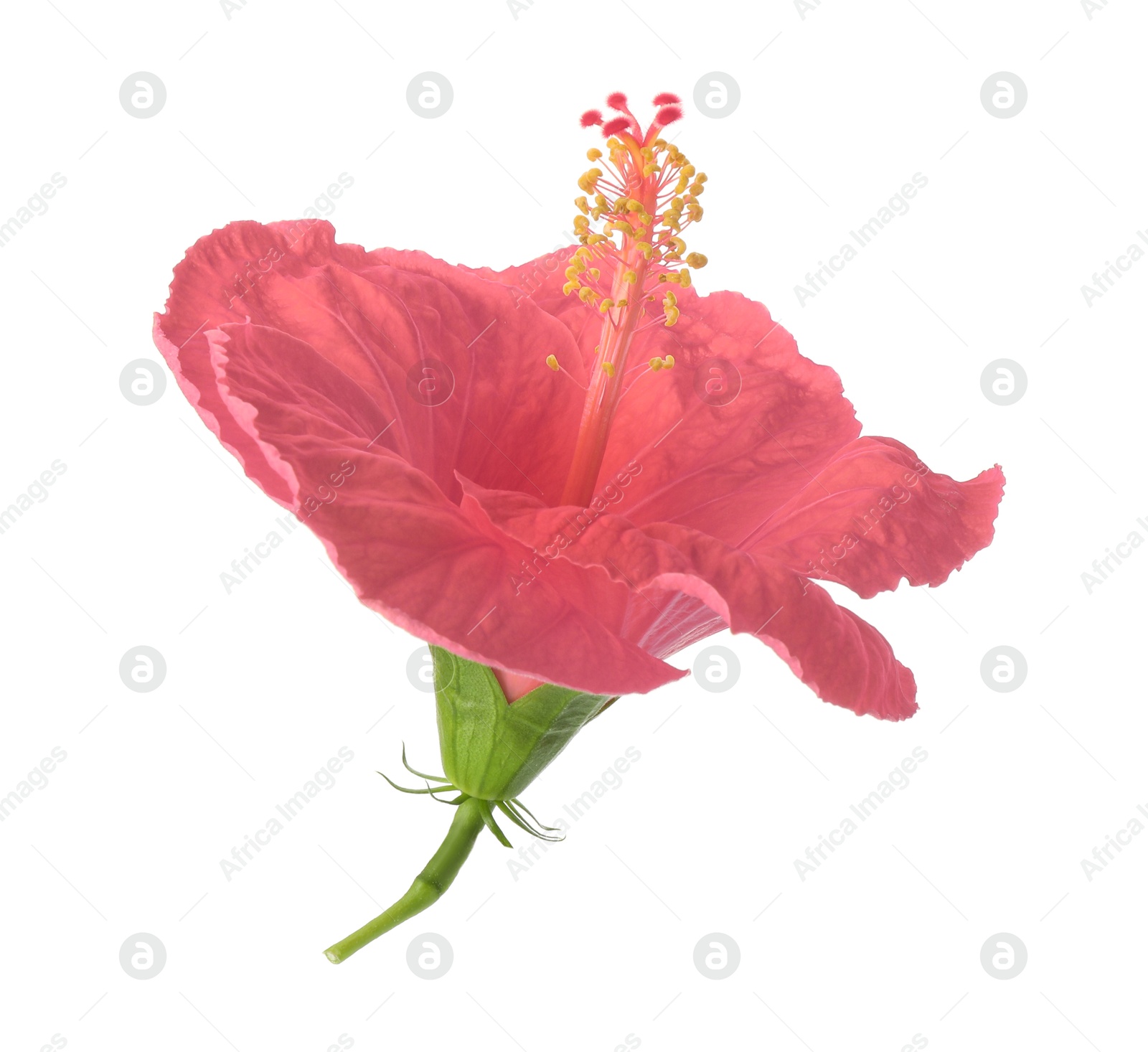 Image of Beautiful pink hibiscus flower isolated on white