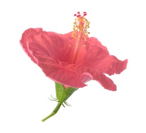 Image of Beautiful pink hibiscus flower isolated on white