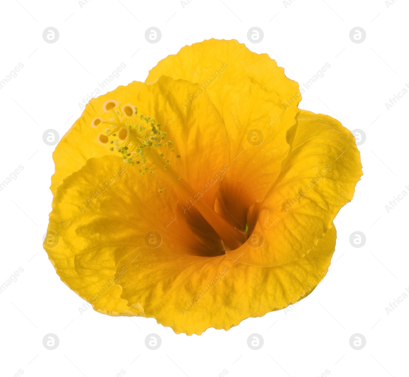 Image of Beautiful yellow hibiscus flower isolated on white