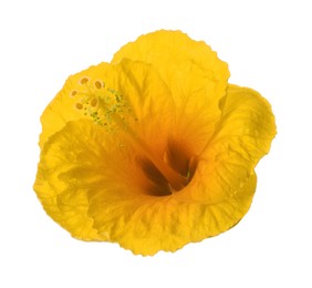 Image of Beautiful yellow hibiscus flower isolated on white