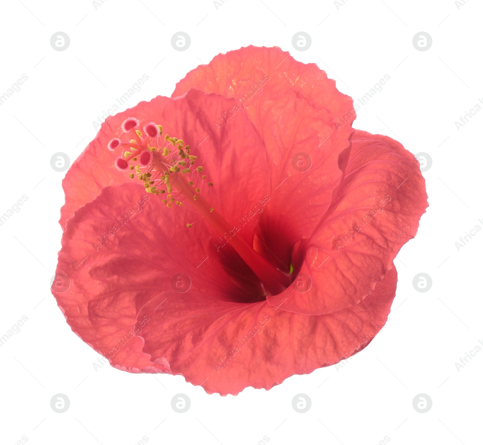 Image of Beautiful pink hibiscus flower isolated on white