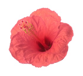 Image of Beautiful pink hibiscus flower isolated on white