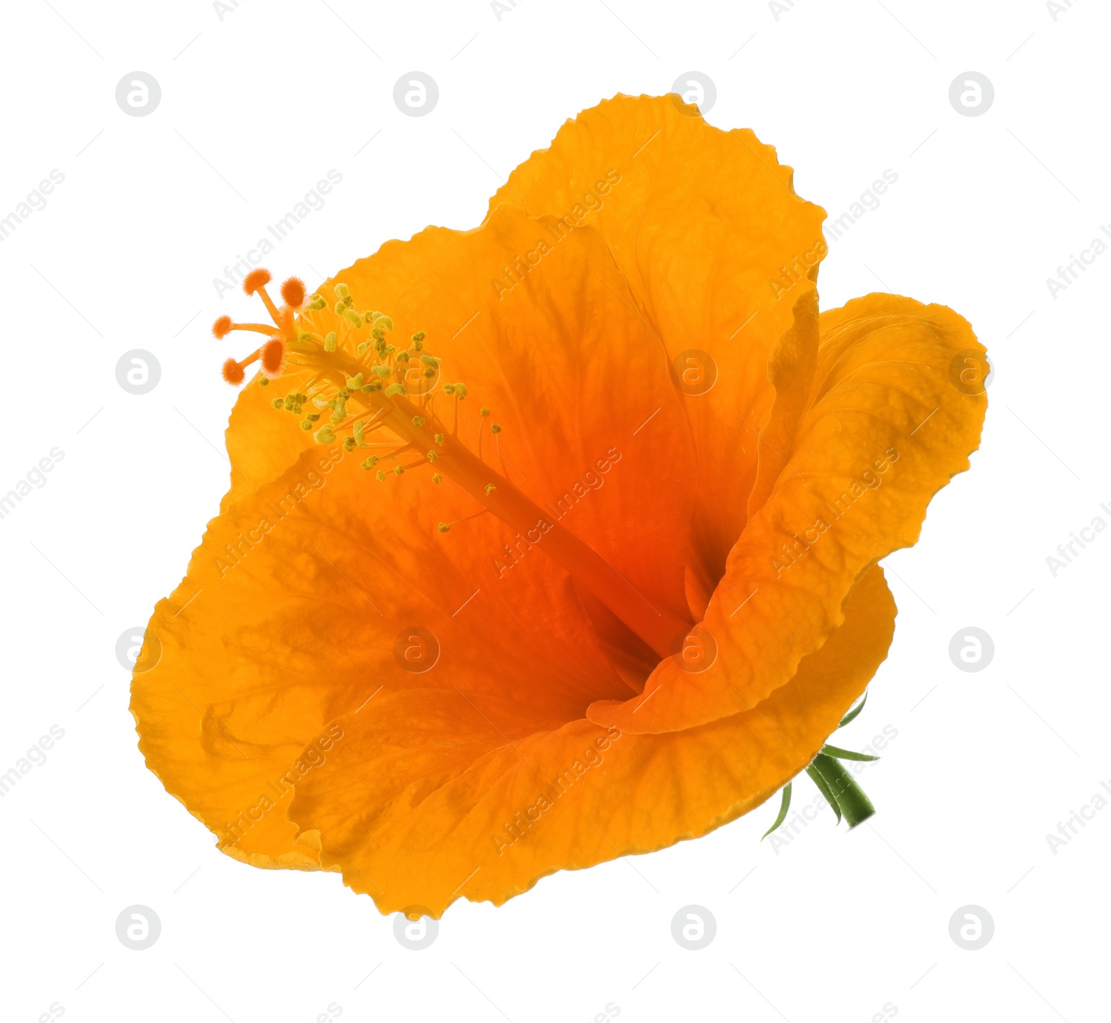 Image of Beautiful orange hibiscus flower isolated on white