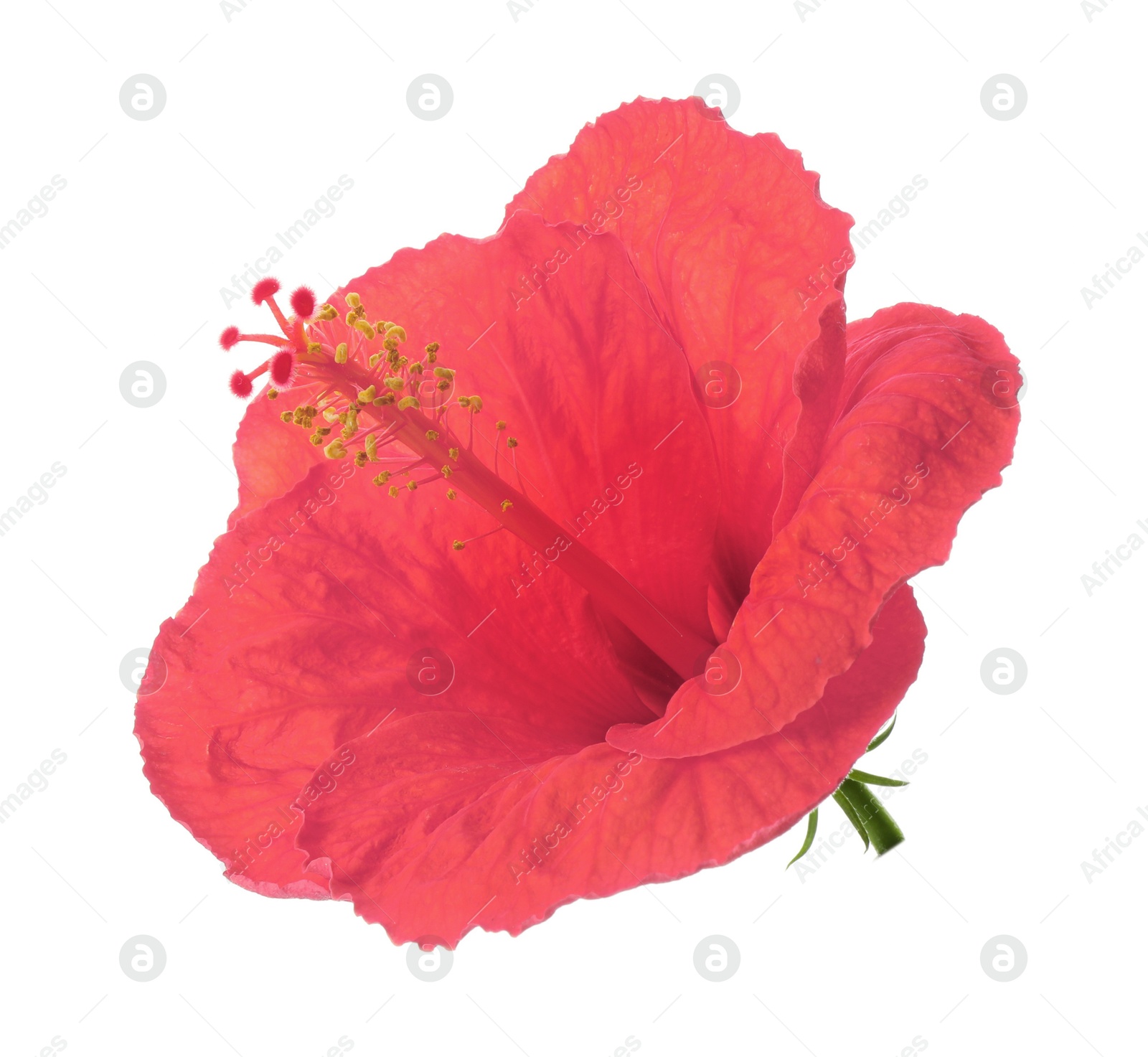 Image of Beautiful pink hibiscus flower isolated on white