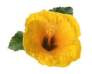 Image of Beautiful yellow hibiscus flower isolated on white