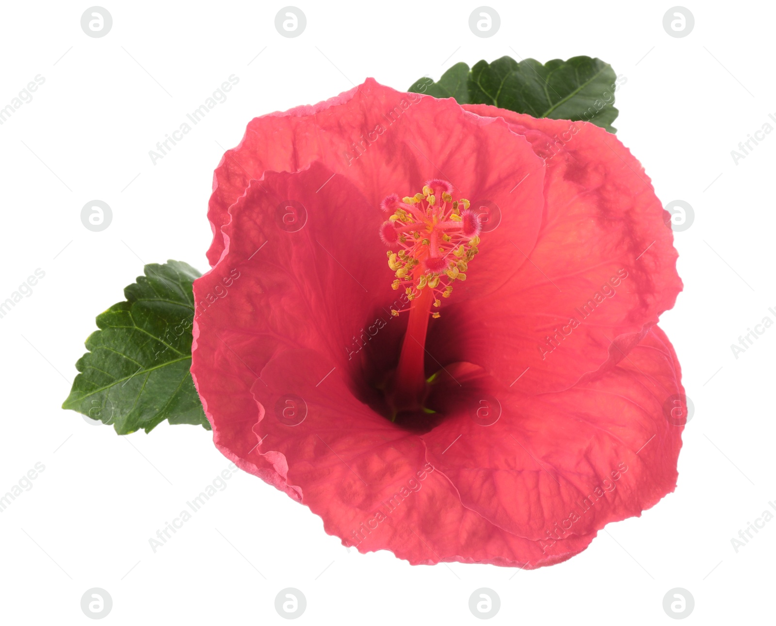 Image of Beautiful pink hibiscus flower isolated on white