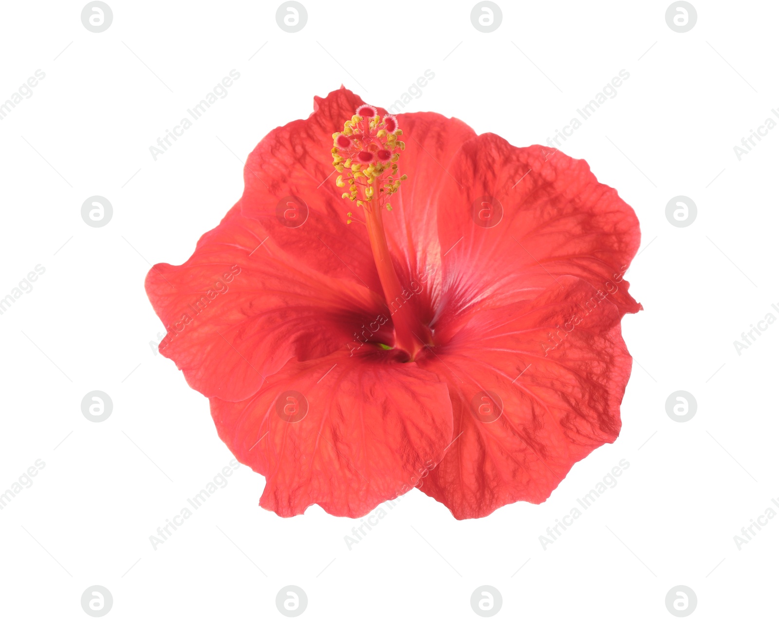 Image of Beautiful pink hibiscus flower isolated on white